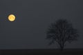 landscape with full moon and lonely tree Royalty Free Stock Photo