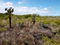 Landscape galapagos