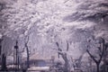 Landscape garden tree and grass(Infra-red photo )