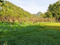 Landscape garden trees row and green lawn Royalty Free Stock Photo