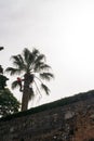 Landscape gardener high up in a palm tree cutting palm fronds and leaves