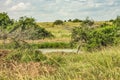 Landscape of generic vegetation in the wild Royalty Free Stock Photo