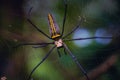 Landscape of a giant Golden Orb Web spider Nephila pilipes Royalty Free Stock Photo