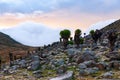 Giant Groundsels on Mount Kenya