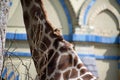 Landscape of giraffe in enclosure at Berlin Zoo in Mitte Berlin Royalty Free Stock Photo