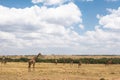 Landscape with giraffes. Kenya, Africa