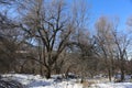 Gnarled trees.