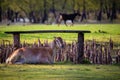 Landscape Goat sitting in the grass. Royalty Free Stock Photo