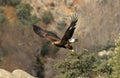 landscape with golden eagles flying