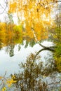 landscape golden multicolored autumn,birch tree with yellow leaves along pond.reflection in river Royalty Free Stock Photo