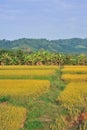 Landscape golden rice field mountain