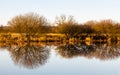 Landscape of golden trees and shrubs in winter reflecting on a river Royalty Free Stock Photo