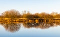 Landscape of golden trees and shrubs in winter reflecting on a river Royalty Free Stock Photo