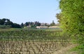 Landscape of grape fruit`s trees in vineyard springtime after harvest season, grapevines for produce the wine planting in a viner