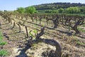 Landscape of grape fruit`s trees in vineyard springtime after harvest season, grapevines for produce the wine planting in a viner Royalty Free Stock Photo