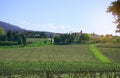 Landscape of grape fruit`s trunk in vineyard springtime after harvest season, grapevines to produce the wine planting in a vinery Royalty Free Stock Photo