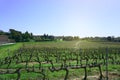 Landscape of grape fruit`s trunk in vineyard springtime after harvest season, grapevines to produce the wine planting in a vinery