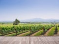 Landscape of Grape yard and mountain Royalty Free Stock Photo