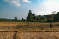 Landscape of grass field with Cambodian farmer