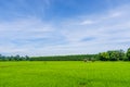 Landscape of grass field and green environment public park Royalty Free Stock Photo