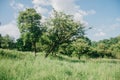 Landscape of grass field and green environment public park use as natural background,backdrop Royalty Free Stock Photo