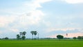 landscape of grass field use as natural background, backdrop