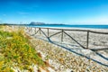 Landscape of grass and flowers in sand dunes on the beach La Cinta Royalty Free Stock Photo