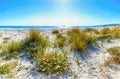 Landscape of grass and flowers in sand dunes on the beach La Cinta Royalty Free Stock Photo