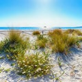Landscape of grass and flowers in sand dunes on the beach La Cinta Royalty Free Stock Photo