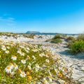 Landscape of grass and flowers in sand dunes on the beach La Cinta Royalty Free Stock Photo