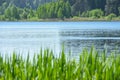 Landscape grass grows against the background of the water of the lake and the forest in summer, the swan, copy space Royalty Free Stock Photo