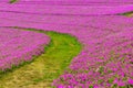 Landscape of Grass pathway with Beautiful Pink Petunia flowers Petunia hybrida in the garden.  In summertime with sunny day Royalty Free Stock Photo