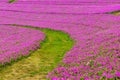 Landscape of Grass pathway with Beautiful Pink Petunia flowers Petunia hybrida in the garden. In summertime with sunny day