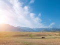 Landscape of grassland with a cow and mountain ranges Royalty Free Stock Photo