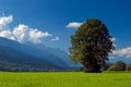 Landscape of grassland with trees and mountains Royalty Free Stock Photo