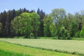 Landscape with a grassy field and a line of trees in spring Royalty Free Stock Photo
