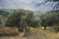 Landscape of greek olive trees, greece Royalty Free Stock Photo