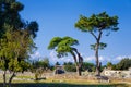 Landscape with the greek Temple. Paestum, Italy Royalty Free Stock Photo