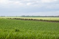 Green fields planted with cereals in spring Royalty Free Stock Photo