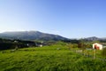 Landscape of green animal grazing pasture. Herd of cows grazing at green grass field. Cow farming ranch. Animal pasture. Landscape