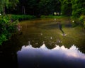 Landscape of small water stream with sea birds Amstelveen Netherland