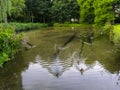 Landscape of small water stream with sea birds Amstelveen Netherland