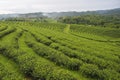 Fresh areas for green tea cultivation are rows near the mountains for a natural background Royalty Free Stock Photo