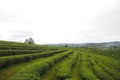 Green tea cultivation are rows near the mountains. Royalty Free Stock Photo