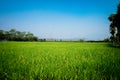 Landscape in with a green cornfield and blue sky background. Royalty Free Stock Photo