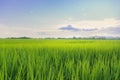 Landscape of green crops and field. Rice field with sunset and farmland in Thailand Royalty Free Stock Photo