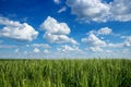 Blue Sky with White Clouds Over Field of Wheat Royalty Free Stock Photo