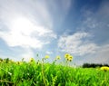 Landscape green field with dandelion Royalty Free Stock Photo