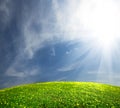 Landscape green field with dandelion Royalty Free Stock Photo