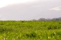 Landscape of a green field, rural landscape of Galicia.